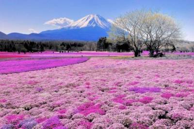 NHẬT BẢN: TOKYO - HAKONE - PHÚ SỸ - KYOTO - OSAKA