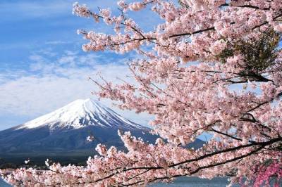 CUNG ĐƯỜNG VÀNG NHẬT BẢN 2025: HOA ANH ĐÀO SỚM & HOA MƠ, HOA MẬNTOKYO – PHÚ SĨ – KYOTO – OSAKA