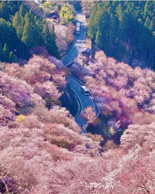 LỄ HỘI HOA ANH ĐÀO NHẬT BẢN - BAY VIETNAM AIRLINES: NAGOYA– KYOTO – NÚI PHÚ SĨ - TOKYO