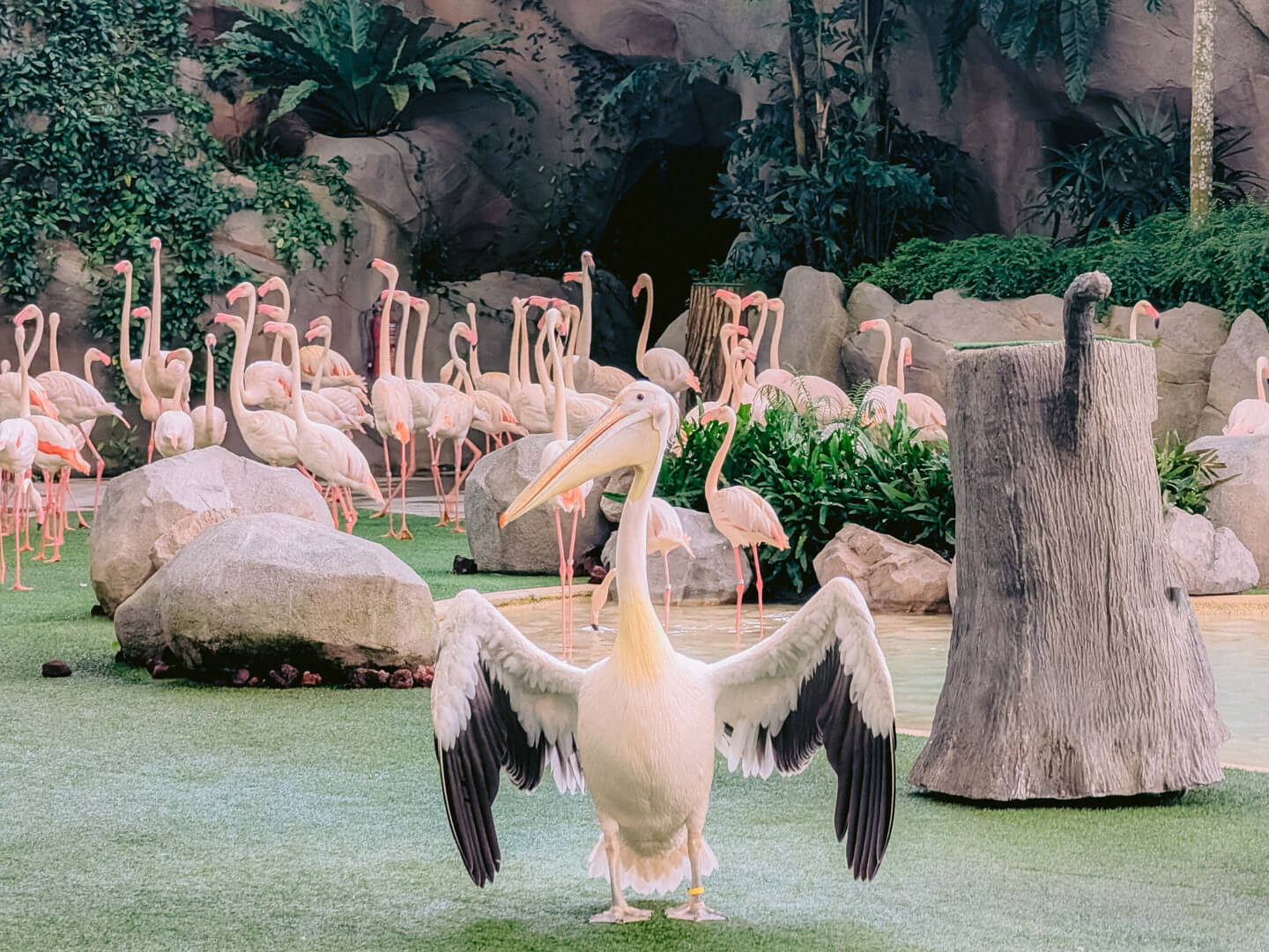 Bird Paradise Singapore
