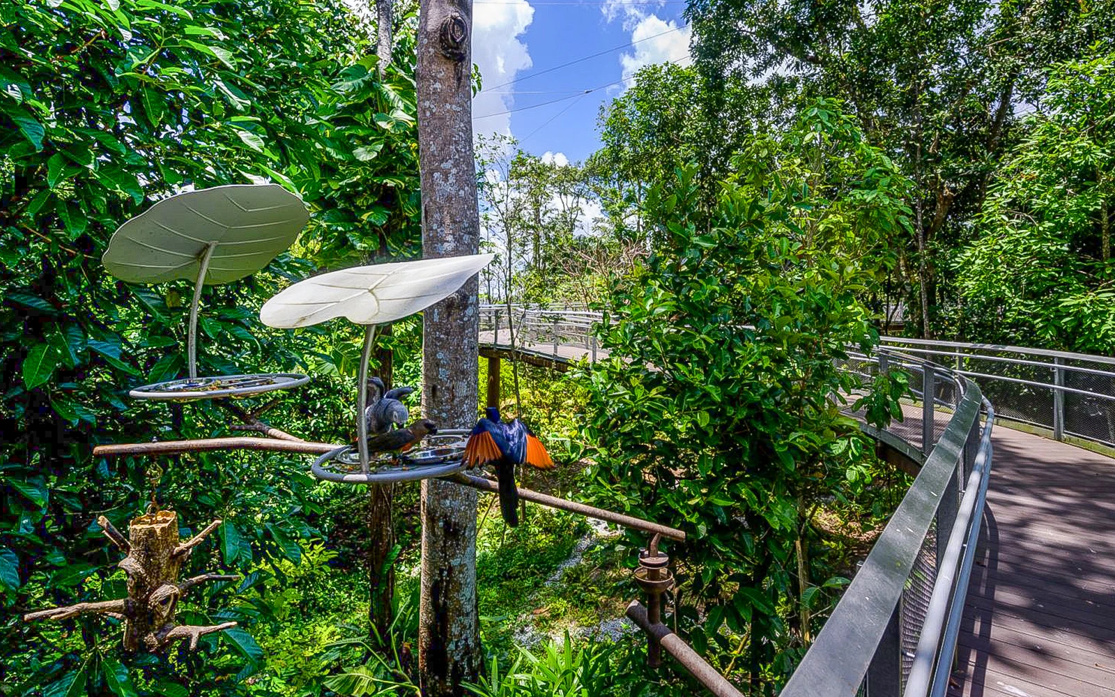 Singapore Zoo – Bird Paradise