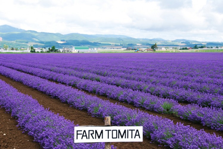 Cánh đồng hoa oải hương lavender tại trang trại Tomita Furano
