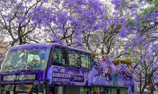 Biển hoa phượng tím rợp trời ở thành phố Côn Minh