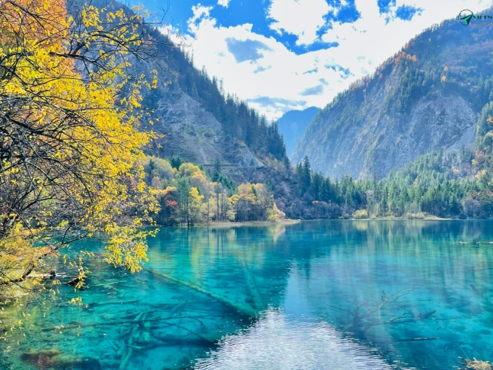 CỬU TRẠI CÂU