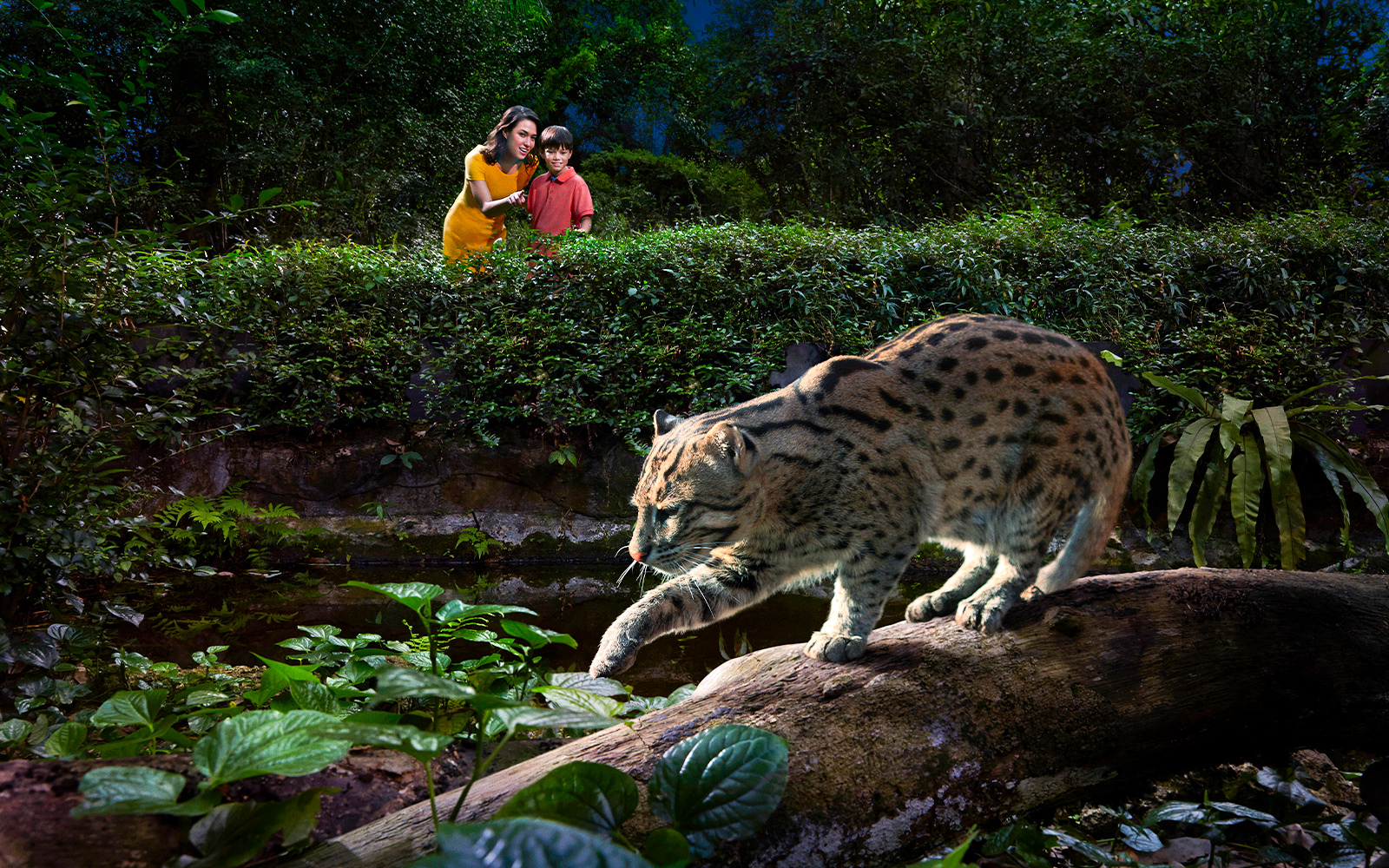 Night Safari