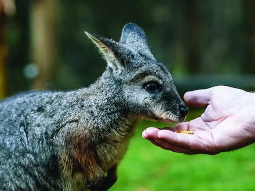 kangarô