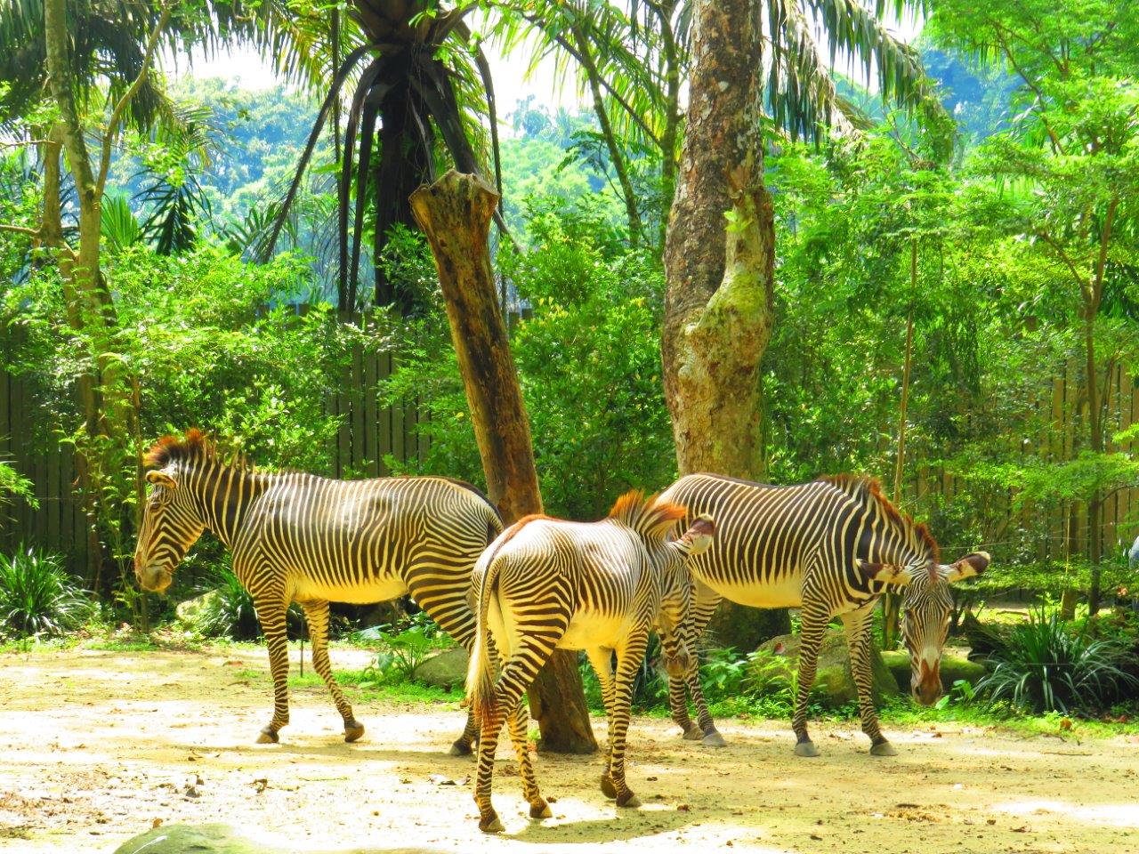 Singapore Zoo – Bird Paradise