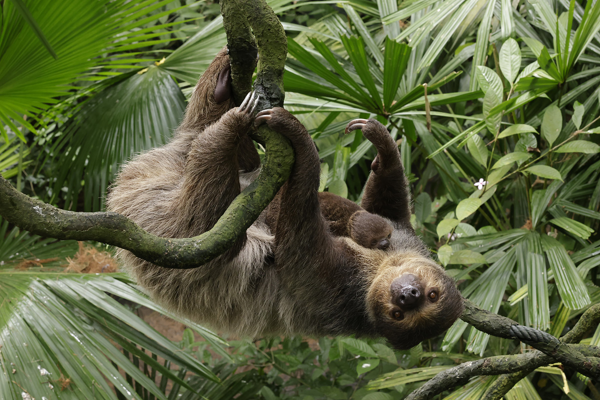 Singapore Zoo