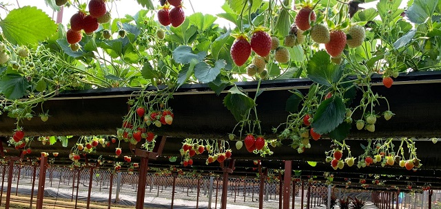 vườn Dâu Tây công nghệ cao