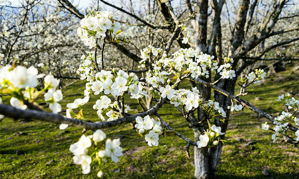 vườn hoa lê Hồng Thái