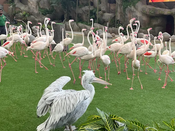 Ăn Sáng Cùng Động Vật Hoang Dã: Singapore Zoo – Bird Paradise (4h)