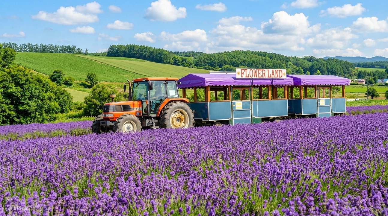 Hành Trình Chạm Vào Sắc Tím: Hạ Vàng Huyền Diệu Trên Đất Đảo Hokkaido