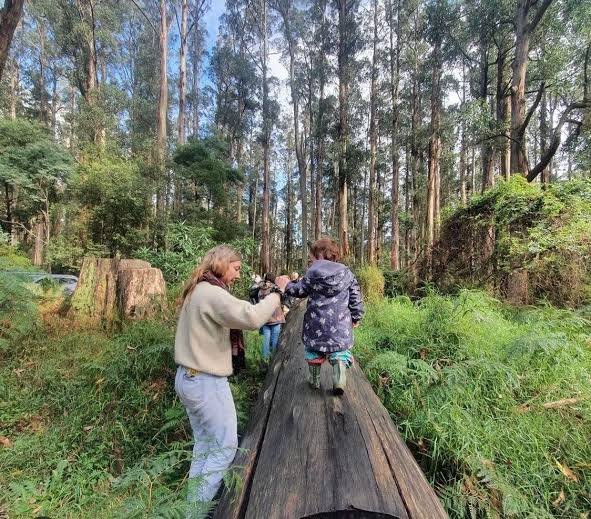 Khám Phá Dandenong & Thung Lũng Yarra: Tàu Cổ Puffing Billy – Rừng Sherbrooke – Khủng Long Quỷ Tasmania