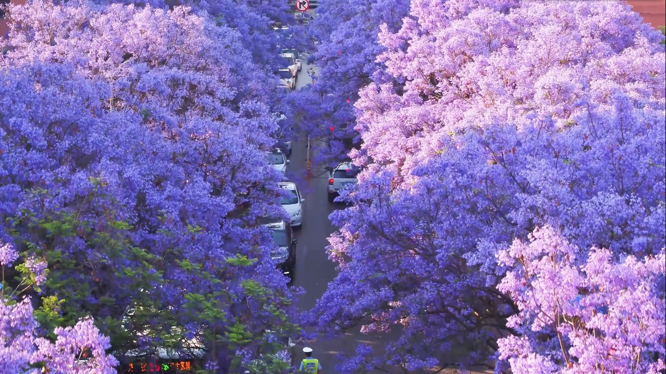 Khám phá Côn Minh Trung quốc mùa hoa phượng tím