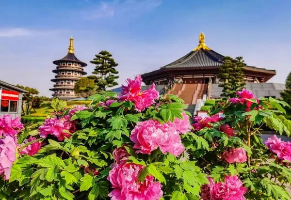 Say Đắm Mùa Hoa Mẫu Đơn Ở Lạc Dương