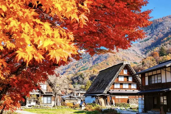 Sắc màu Chubu | Nagoya – Gujo Hachiman – Shirakawago – Toyama | 6N5Đ