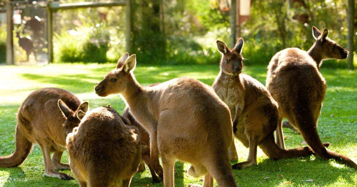 Tour 1 ngày: Tàu hơi nước Puffing Billy & công viên động vật hoang dã Healesville