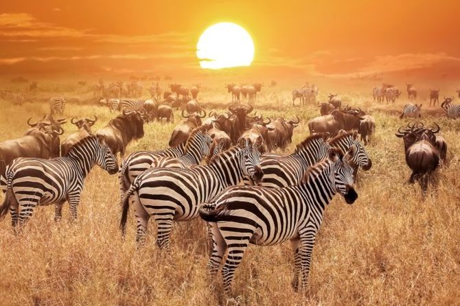 Hành trình mùa thú di cư - châu phi 2 nước: Tanzania - kenya